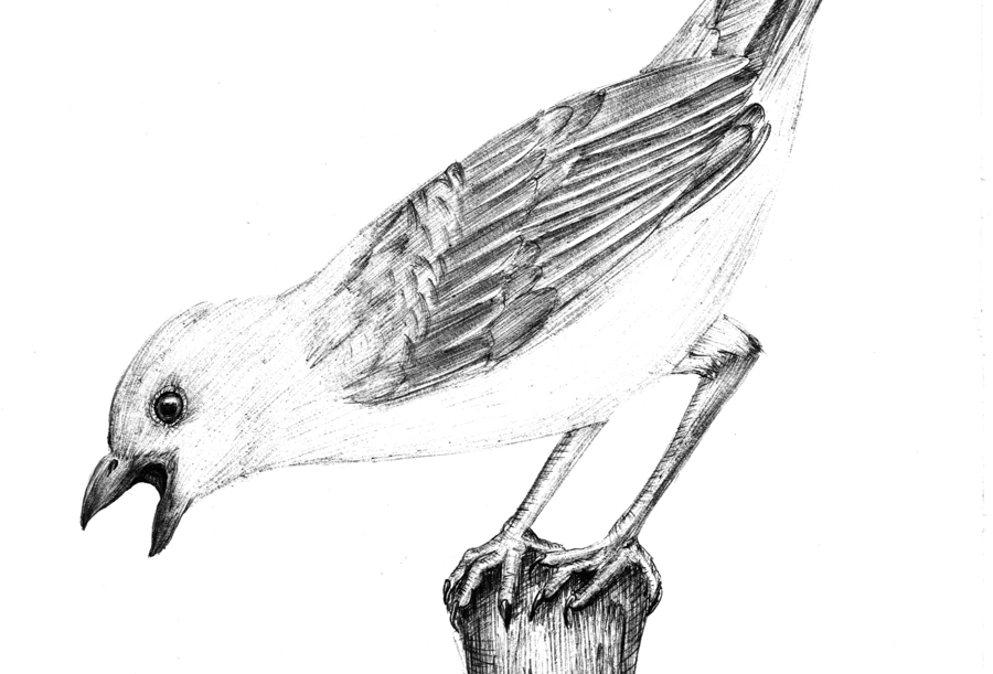 ilustración ave